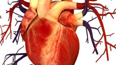 Fall CE Series #3: Cardiovascular Considerations