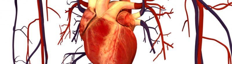 Fall CE Series #3: Cardiovascular Considerations